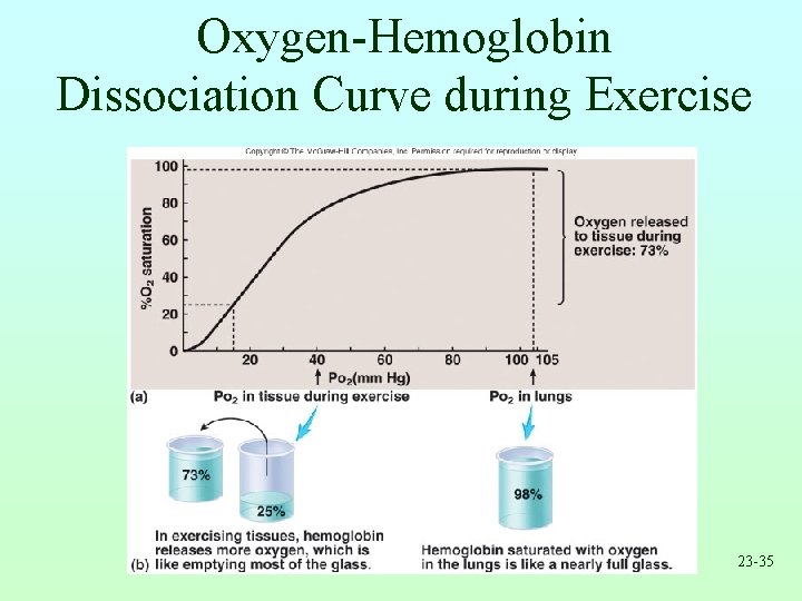 Oxygen-Hemoglobin Dissociation Curve during Exercise 23 -35 