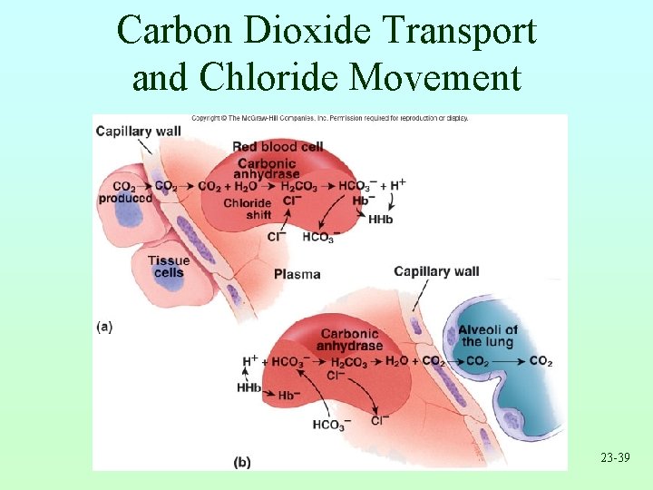 Carbon Dioxide Transport and Chloride Movement 23 -39 