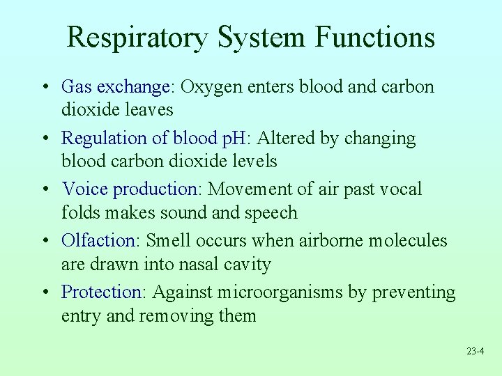 Respiratory System Functions • Gas exchange: Oxygen enters blood and carbon dioxide leaves •