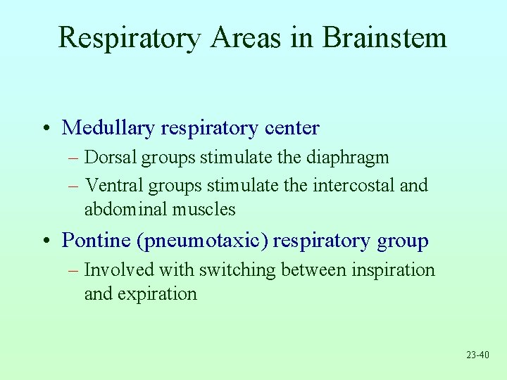 Respiratory Areas in Brainstem • Medullary respiratory center – Dorsal groups stimulate the diaphragm