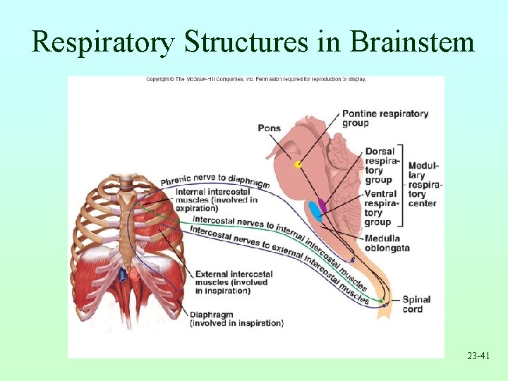 Respiratory Structures in Brainstem 23 -41 