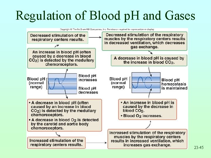 Regulation of Blood p. H and Gases 23 -45 