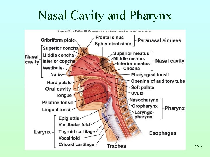 Nasal Cavity and Pharynx 23 -6 