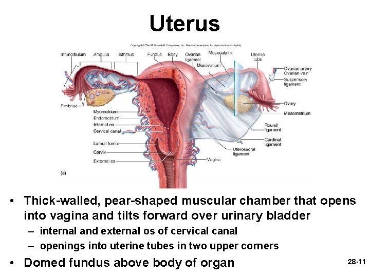 Uterus • Thick-walled, pear-shaped muscular chamber that opens into vagina and tilts forward over Uterus • Thick-walled, pear-shaped muscular chamber that opens into vagina and tilts forward over