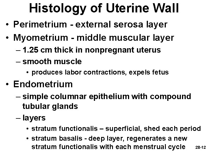Histology of Uterine Wall • Perimetrium - external serosa layer • Myometrium - middle Histology of Uterine Wall • Perimetrium - external serosa layer • Myometrium - middle