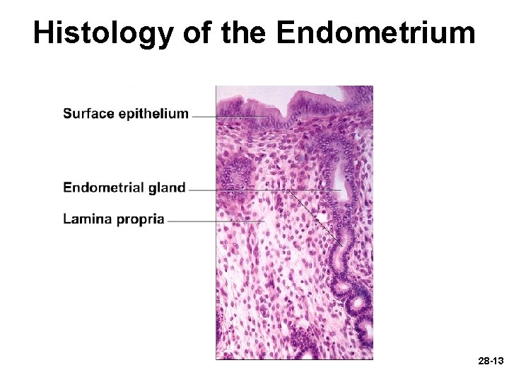 Histology of the Endometrium 28 -13 Histology of the Endometrium 28 -13