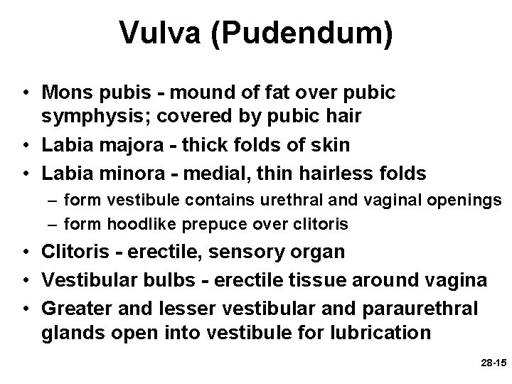 Vulva (Pudendum) • Mons pubis - mound of fat over pubic symphysis; covered by Vulva (Pudendum) • Mons pubis - mound of fat over pubic symphysis; covered by