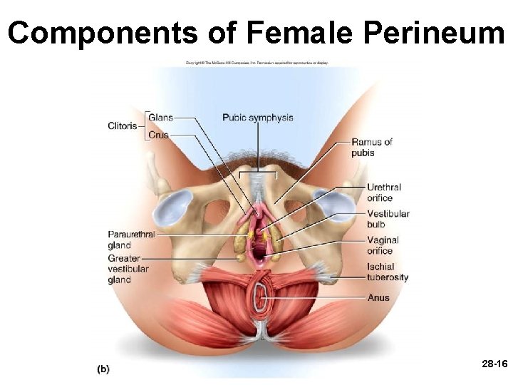 Components of Female Perineum 28 -16 Components of Female Perineum 28 -16
