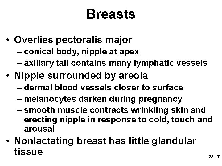Breasts • Overlies pectoralis major – conical body, nipple at apex – axillary tail Breasts • Overlies pectoralis major – conical body, nipple at apex – axillary tail