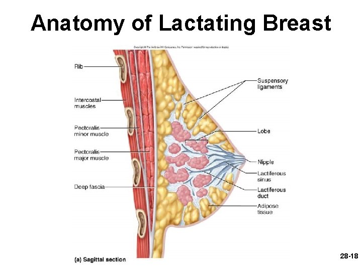 Anatomy of Lactating Breast 28 -18 Anatomy of Lactating Breast 28 -18