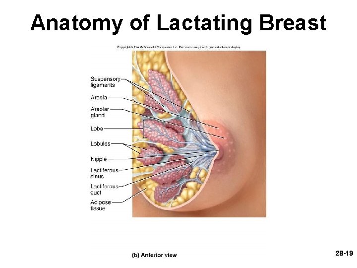 Anatomy of Lactating Breast 28 -19 Anatomy of Lactating Breast 28 -19