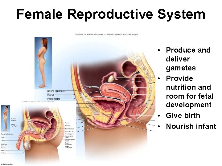 Female Reproductive System • Produce and deliver gametes • Provide nutrition and room for Female Reproductive System • Produce and deliver gametes • Provide nutrition and room for