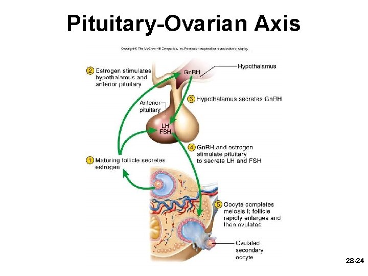 Pituitary-Ovarian Axis 28 -24 Pituitary-Ovarian Axis 28 -24