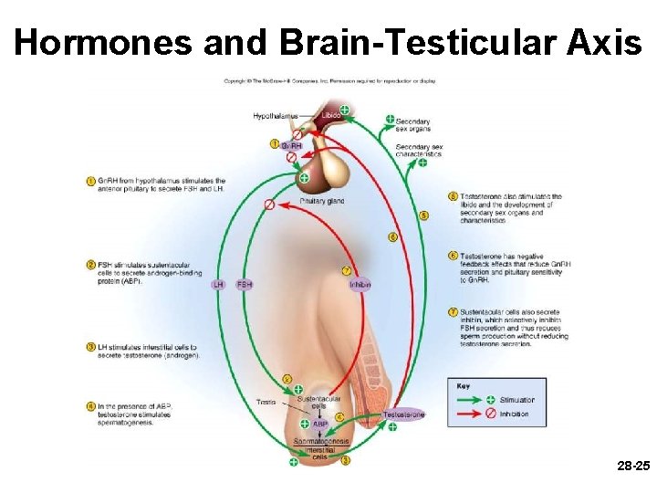 Hormones and Brain-Testicular Axis 28 -25 Hormones and Brain-Testicular Axis 28 -25