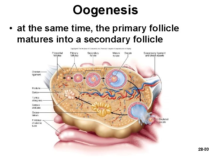 Oogenesis • at the same time, the primary follicle matures into a secondary follicle Oogenesis • at the same time, the primary follicle matures into a secondary follicle