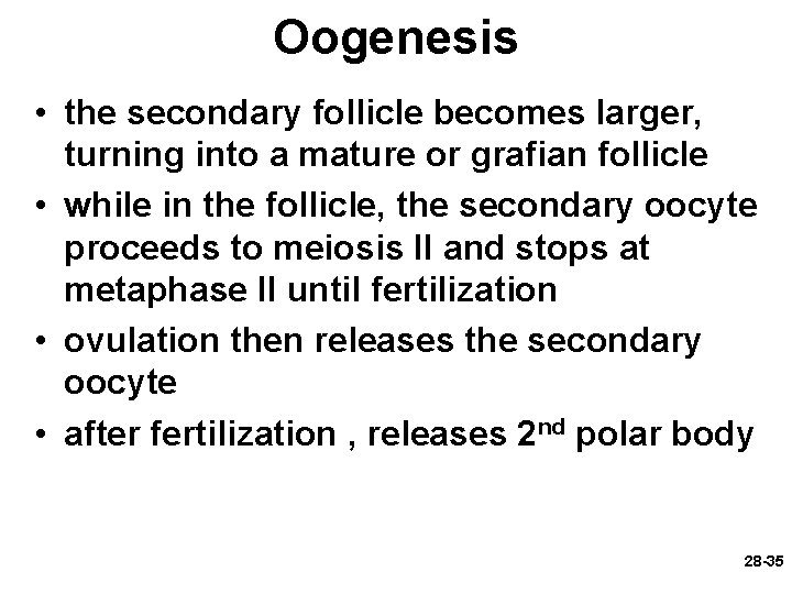 Oogenesis • the secondary follicle becomes larger, turning into a mature or grafian follicle Oogenesis • the secondary follicle becomes larger, turning into a mature or grafian follicle
