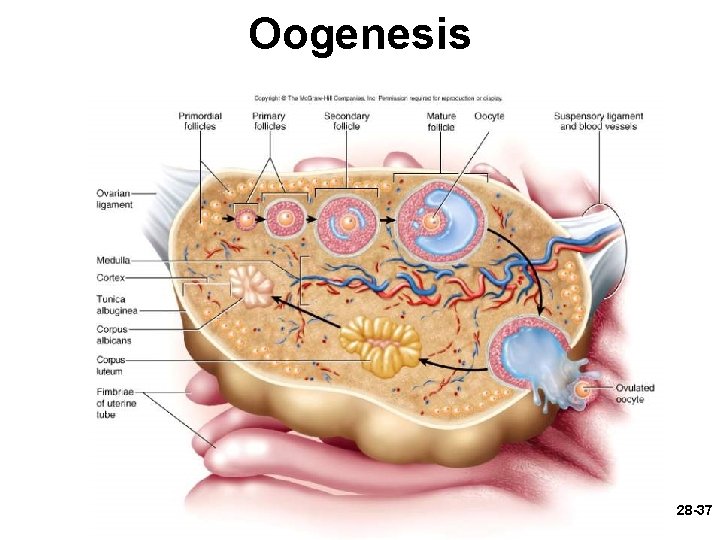 Oogenesis 28 -37 Oogenesis 28 -37