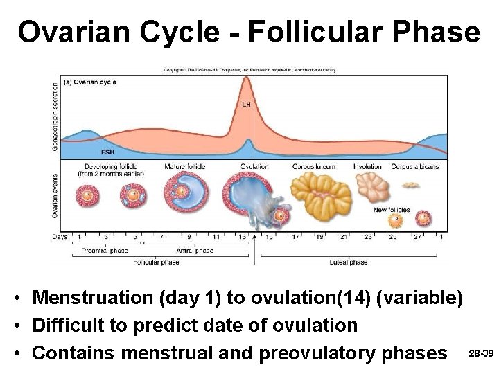 Ovarian Cycle - Follicular Phase • Menstruation (day 1) to ovulation(14) (variable) • Difficult Ovarian Cycle - Follicular Phase • Menstruation (day 1) to ovulation(14) (variable) • Difficult