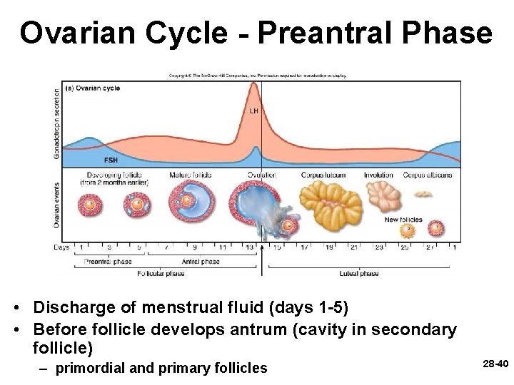 Ovarian Cycle - Preantral Phase • Discharge of menstrual fluid (days 1 -5) • Ovarian Cycle - Preantral Phase • Discharge of menstrual fluid (days 1 -5) •
