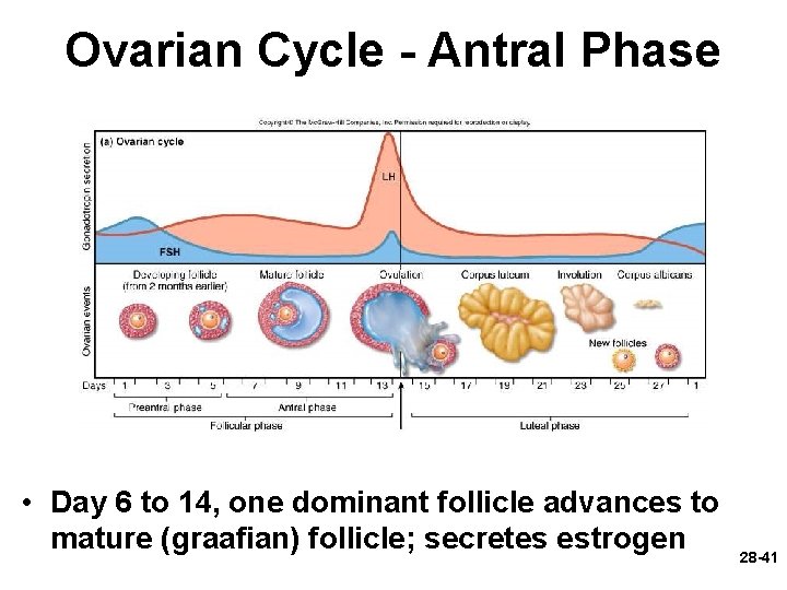 Ovarian Cycle - Antral Phase • Day 6 to 14, one dominant follicle advances Ovarian Cycle - Antral Phase • Day 6 to 14, one dominant follicle advances