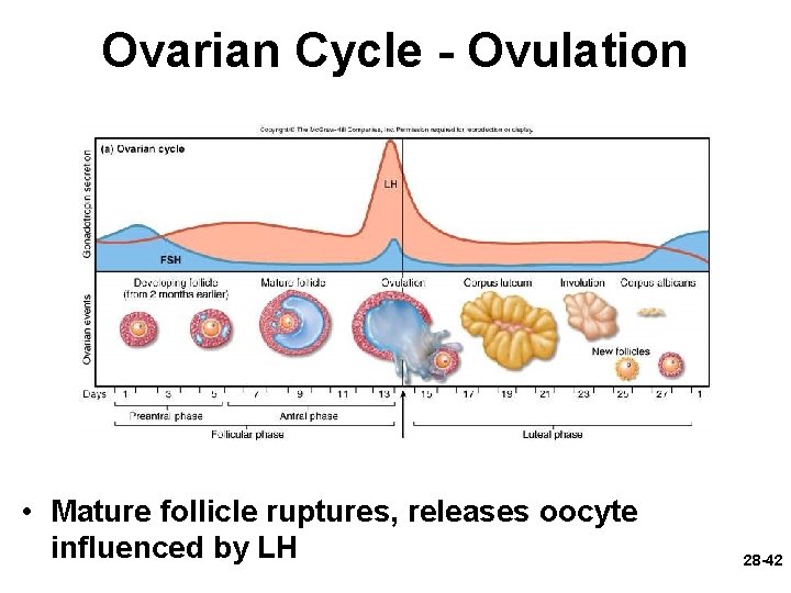 Ovarian Cycle - Ovulation • Mature follicle ruptures, releases oocyte influenced by LH 28 Ovarian Cycle - Ovulation • Mature follicle ruptures, releases oocyte influenced by LH 28