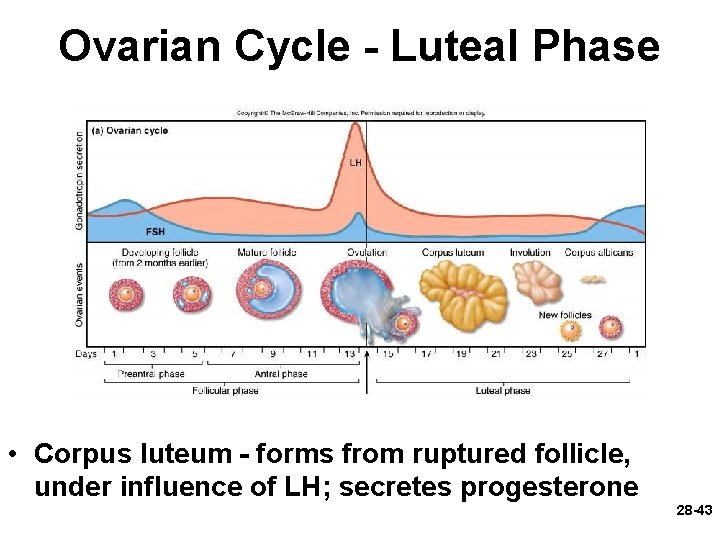 Ovarian Cycle - Luteal Phase • Corpus luteum - forms from ruptured follicle, under Ovarian Cycle - Luteal Phase • Corpus luteum - forms from ruptured follicle, under