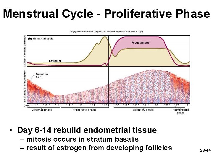 Menstrual Cycle - Proliferative Phase • Day 6 -14 rebuild endometrial tissue – mitosis Menstrual Cycle - Proliferative Phase • Day 6 -14 rebuild endometrial tissue – mitosis