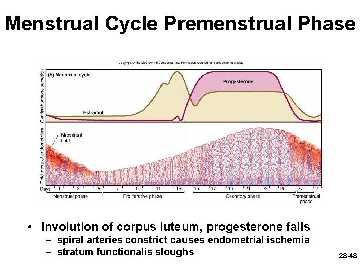 Menstrual Cycle Premenstrual Phase • Involution of corpus luteum, progesterone falls – spiral arteries Menstrual Cycle Premenstrual Phase • Involution of corpus luteum, progesterone falls – spiral arteries