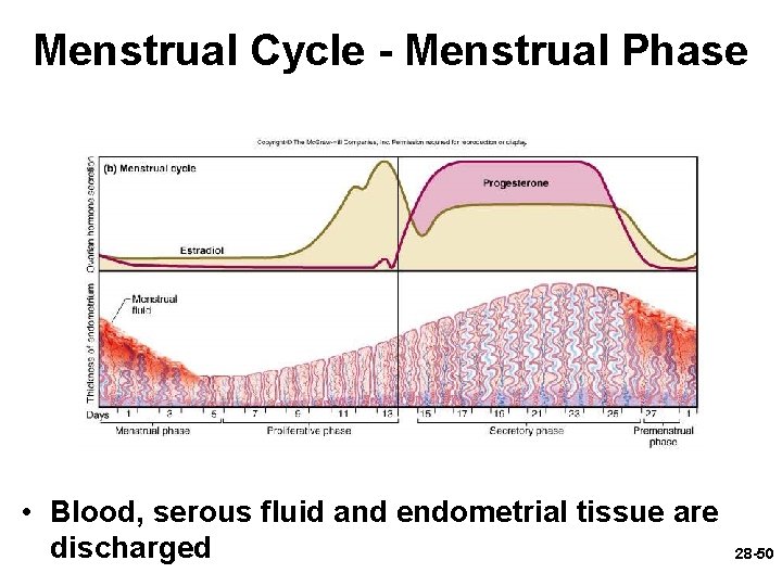 Menstrual Cycle - Menstrual Phase • Blood, serous fluid and endometrial tissue are discharged Menstrual Cycle - Menstrual Phase • Blood, serous fluid and endometrial tissue are discharged