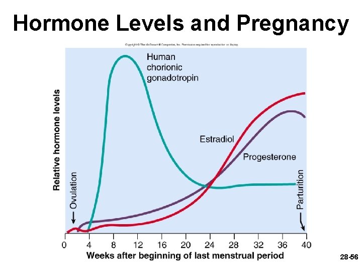 Hormone Levels and Pregnancy 28 -56 Hormone Levels and Pregnancy 28 -56