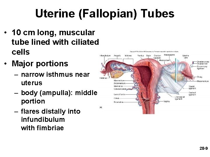 Uterine (Fallopian) Tubes • 10 cm long, muscular tube lined with ciliated cells • Uterine (Fallopian) Tubes • 10 cm long, muscular tube lined with ciliated cells •