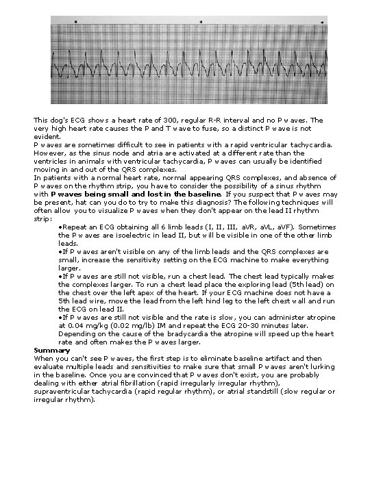 This dog's ECG shows a heart rate of 300, regular R-R interval and no