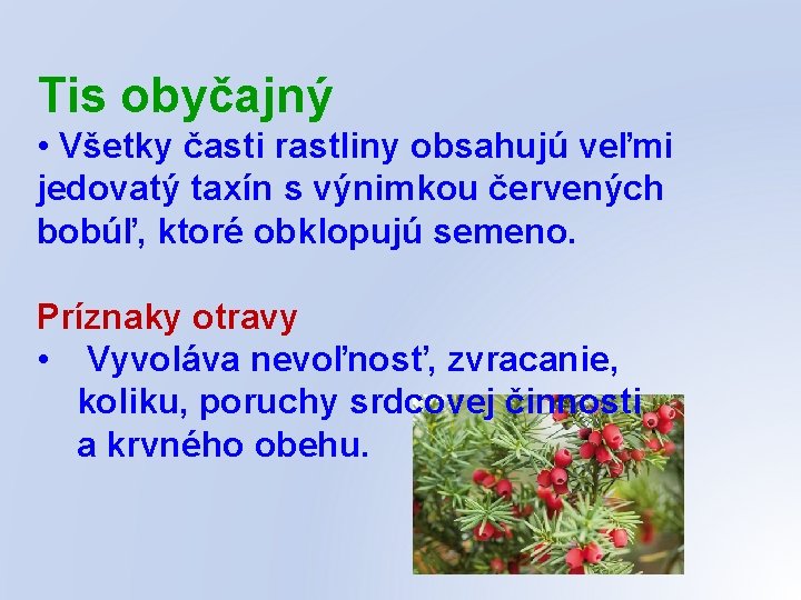 Tis obyčajný • Všetky časti rastliny obsahujú veľmi jedovatý taxín s výnimkou červených bobúľ,