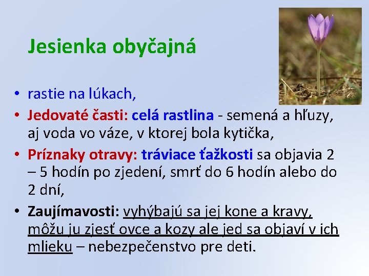 Jesienka obyčajná • rastie na lúkach, • Jedovaté časti: celá rastlina - semená a