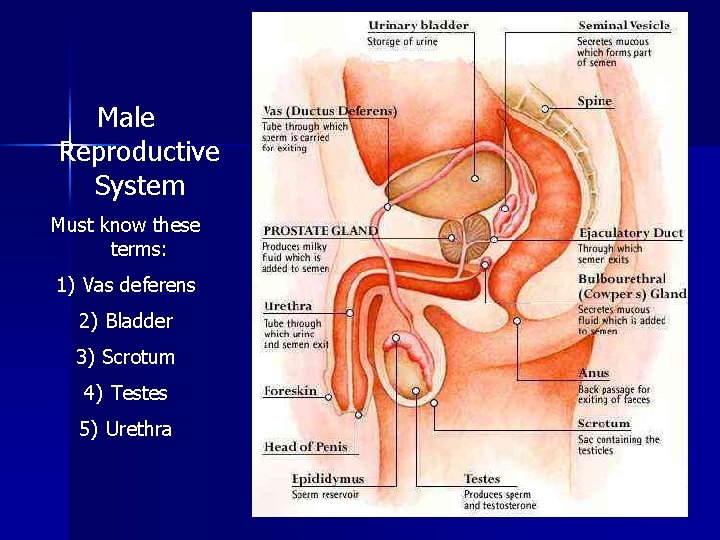 Male Reproductive System Must know these terms: 1) Vas deferens 2) Bladder 3) Scrotum