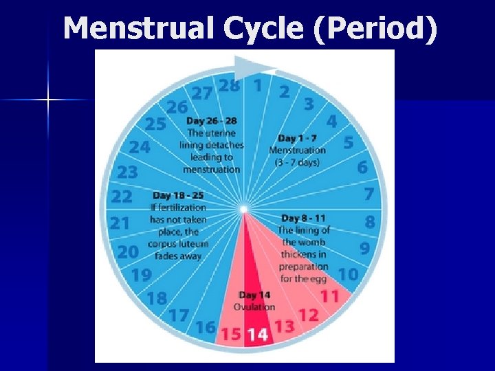 Menstrual Cycle (Period) 