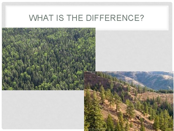 WHAT IS THE DIFFERENCE? 