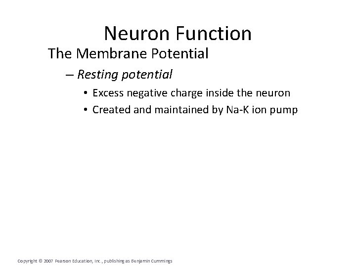 Neuron Function The Membrane Potential – Resting potential • Excess negative charge inside the