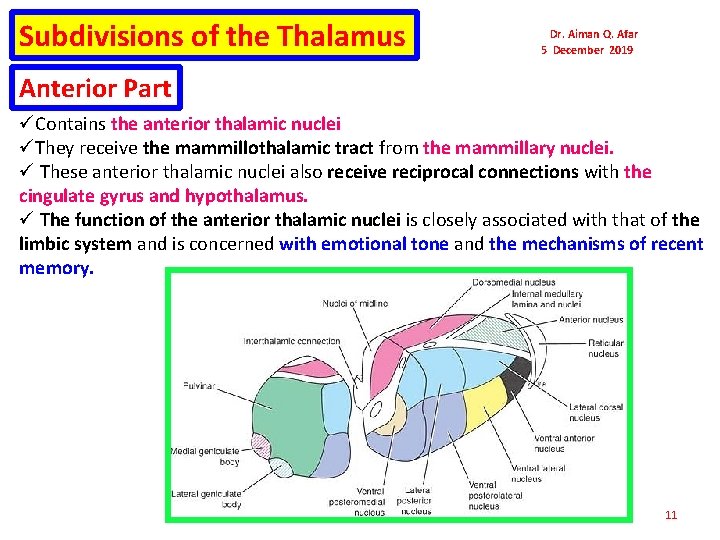 Subdivisions of the Thalamus Dr. Aiman Q. Afar 5 December 2019 Anterior Part üContains
