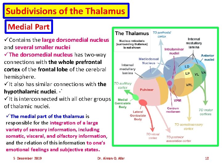 Subdivisions of the Thalamus Medial Part üContains the large dorsomedial nucleus and several smaller