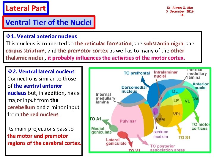 Lateral Part Ventral Tier of the Nuclei Dr. Aiman Q. Afar 5 December 2019