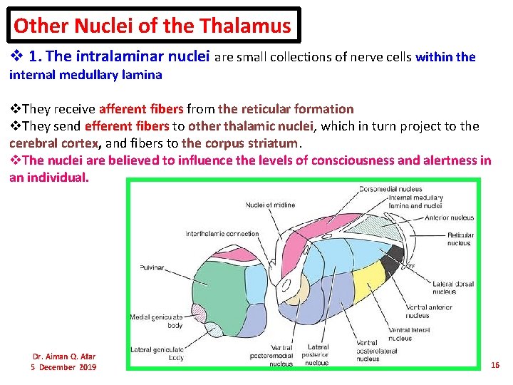 Other Nuclei of the Thalamus v 1. The intralaminar nuclei are small collections of