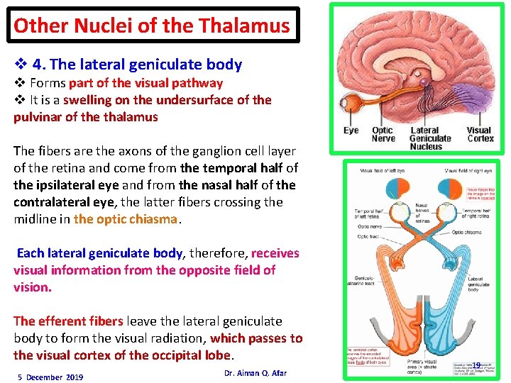 Other Nuclei of the Thalamus v 4. The lateral geniculate body v Forms part
