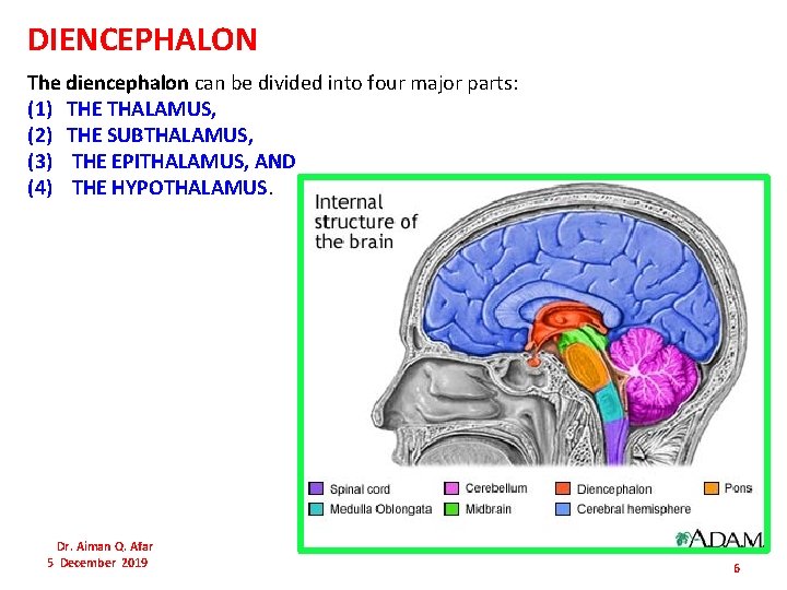 DIENCEPHALON The diencephalon can be divided into four major parts: (1) THE THALAMUS, (2)
