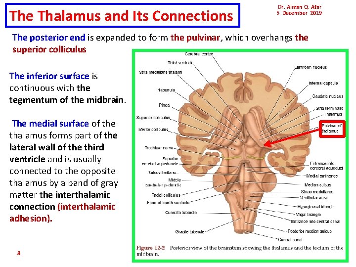 The Thalamus and Its Connections Dr. Aiman Q. Afar 5 December 2019 The posterior