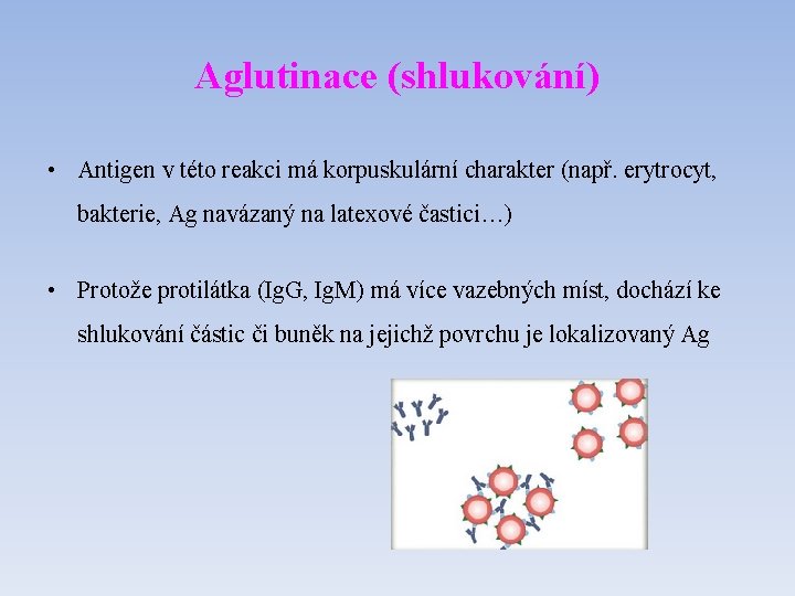 Aglutinace (shlukování) • Antigen v této reakci má korpuskulární charakter (např. erytrocyt, bakterie, Ag