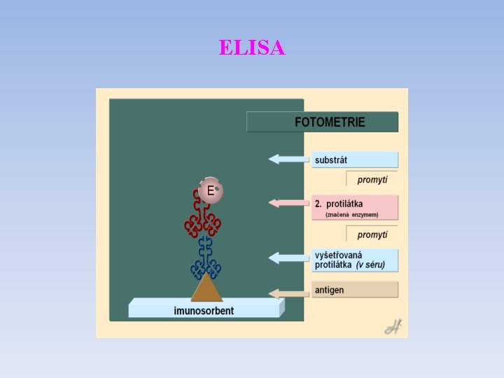 ELISA 