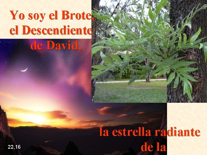 Yo soy el Brote, el Descendiente de David, 22, 16 la estrella radiante de