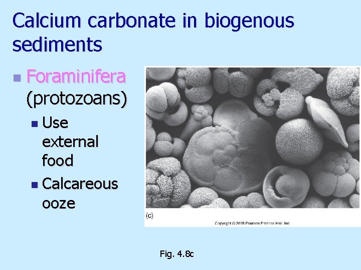 Calcium carbonate in biogenous sediments n Foraminifera (protozoans) n Use external food n Calcareous