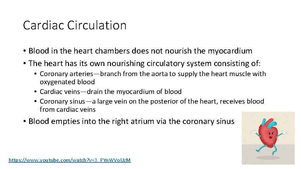 Cardiac Circulation • Blood in the heart chambers does not nourish the myocardium •